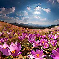 Карпаты в цвету. Тур на майские праздники в Карпаты и Закарпатье